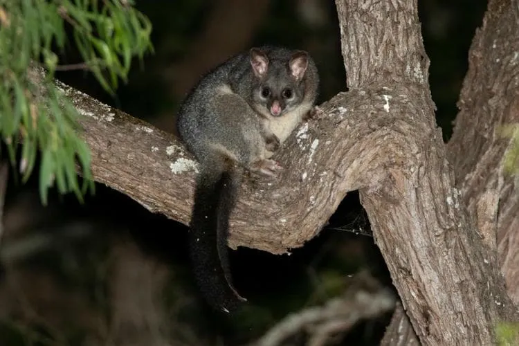 brushtailed possum